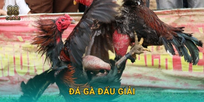 Đá gà đấu giải – Sân chơi chuyên nghiệp tại 88goals