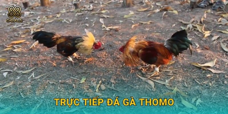 Trực tiếp đá gà Thomo – Giải đấu Campuchia tại 88goals