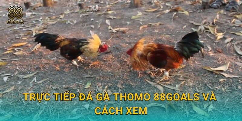 Trực tiếp đá gà Thomo 88goals và cách xem