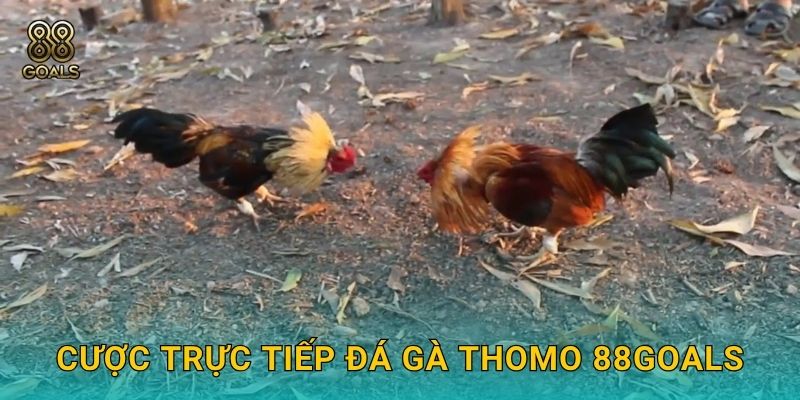 Cược trực tiếp đá gà Thomo 88goals