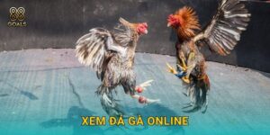 Xem đá gà online – Trải nghiệm chân thực tại 88goals