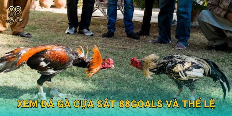 Xem đá gà cựa sắt 88goals và thể lệ