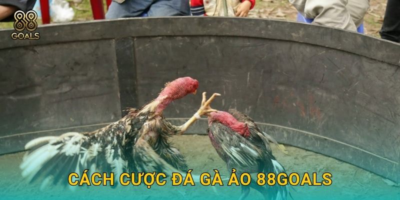 Cách cược đá gà ảo 88goals